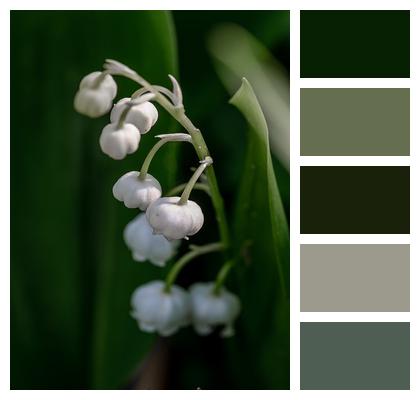 Plant Lily Of The Valley Spring Image